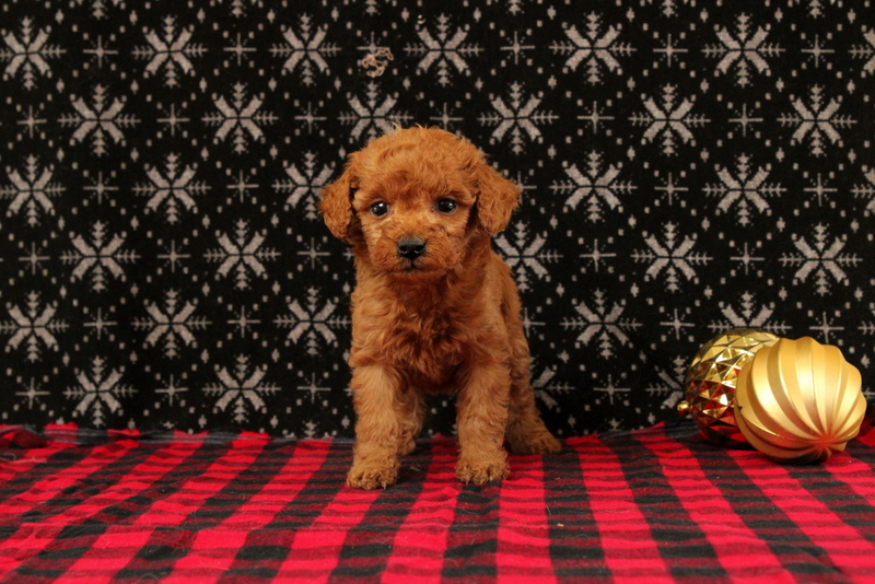 puppy, for, sale, Mini Poodle, Matthew B. Stoltzfus, dog, breeder, Gap, PA, dog-breeder, puppy-for-sale, forsale, nearby, find, puppyfind, locator, puppylocator, aca